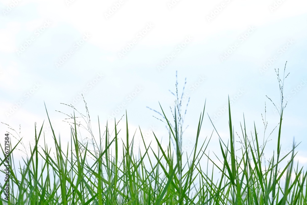 Wild grass leaves on white blue sky background 