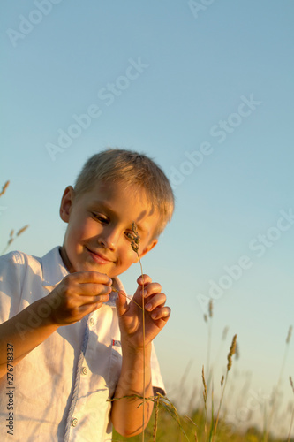 child plays with spikelets in the open field in the evening at sunset with soft colors of summer