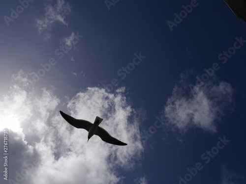 Silhouette and photos of birds flying