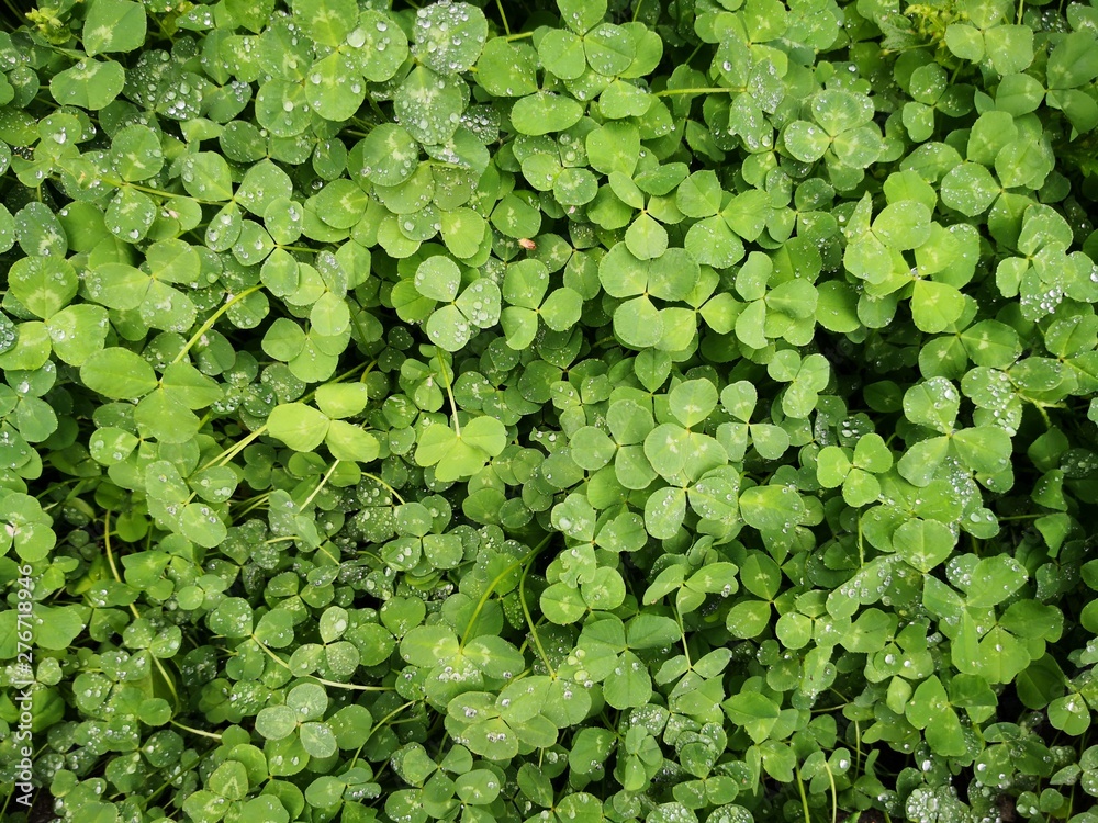 Fototapeta premium background of clover