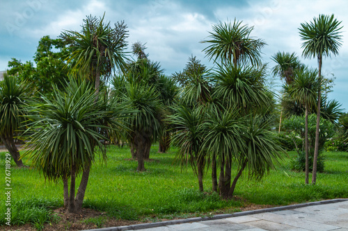 Palm grove in the city park. Batumi, Georgia
