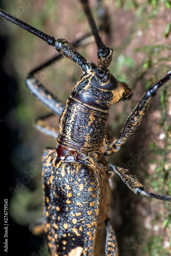 Pelargoderus rubropunctatus, a large longicorn beetle from the family Cerambycidae photo