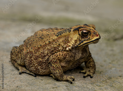 Amphibian Anura frog on a rough pavement