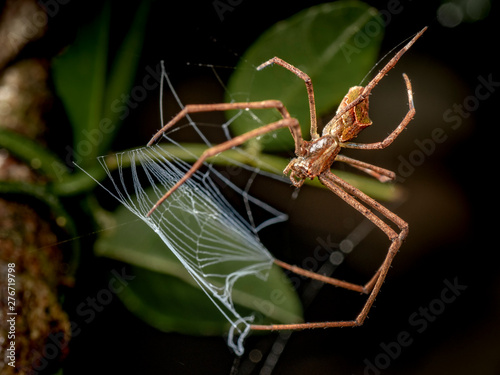 Small eyed net casting spider, Avella sp, hunting at night in tropical rainforest