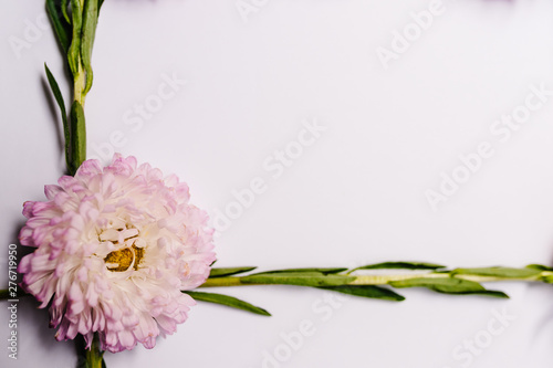 Flowers composition on white background. Frame made of flowers. Valentines day  mothers day  womens day  spring  summer concept. Flat lay  top view  copy space.