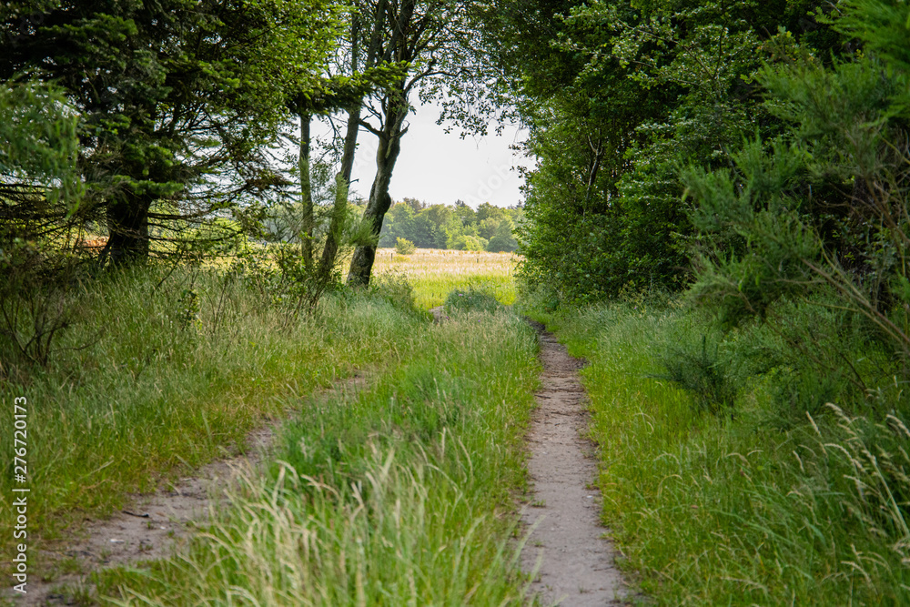 Obraz premium path in the forest