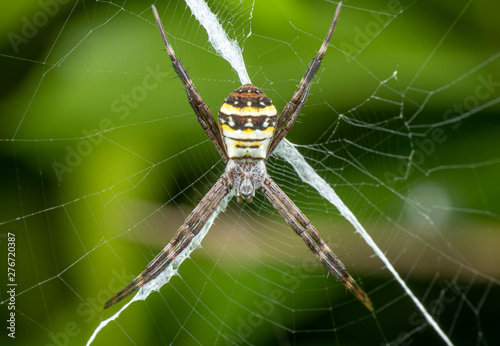 Argiope keyserlingi, the St Andrew's Cross spider, sitting on her web with stabilimentum photo