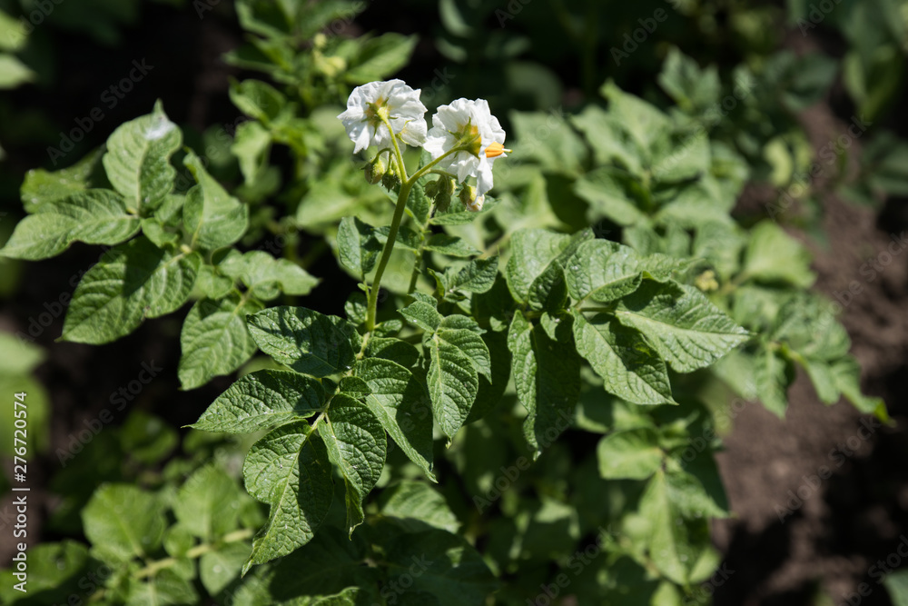 lower potato plants on the garden lower potato plants on the garden
