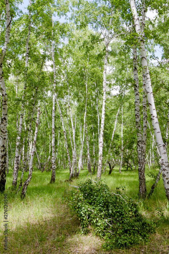 Fototapeta premium green birch forest of Russia