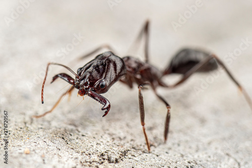 Extreme close up of an Odontomachus  cephalotes trap jaw ant