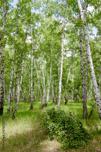Fototapeta Naklejka Na Ścianę i Meble -  green birch forest of Russia
