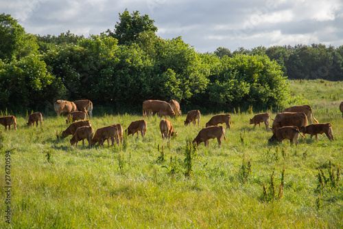 herd of cows grazing in field