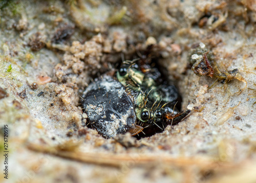 Larval form of a tiger beetle, Cicindelidae, waiting to ambush prey from its burrow photo