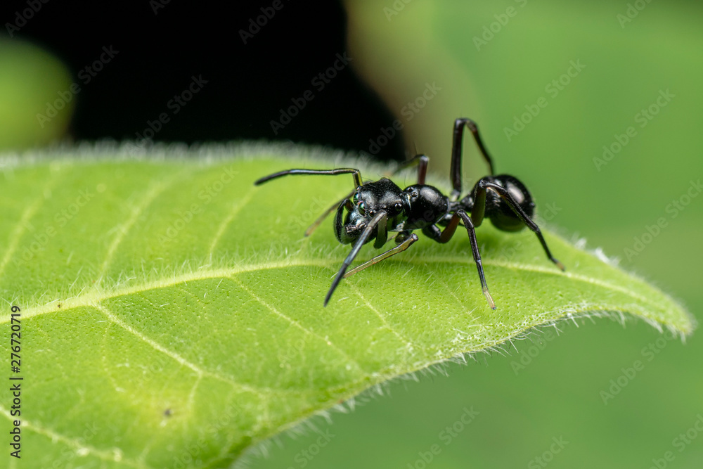 Ant mimic jumping spider from the genus Myrmarachne, Queensland, Australia