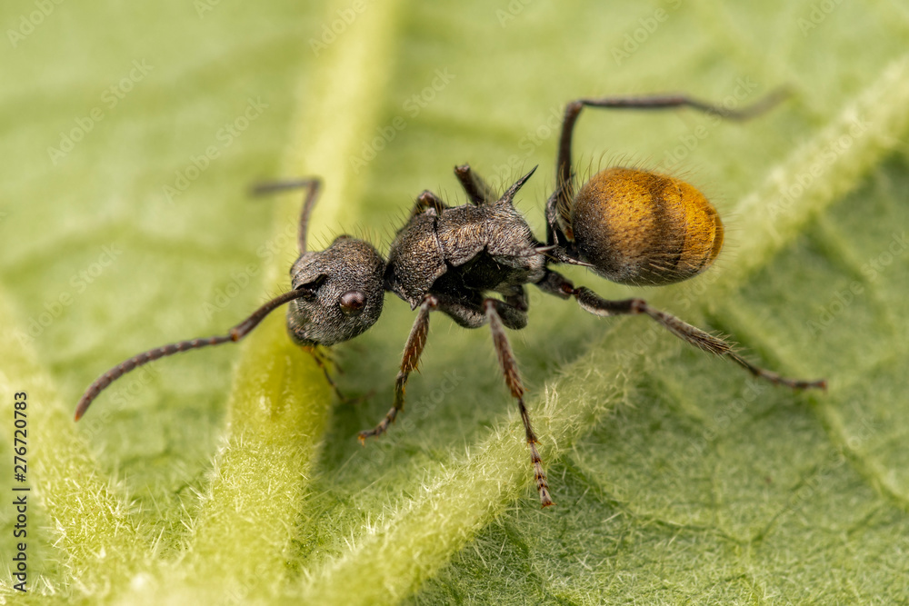 Golden spiny ant, Polyrachis sp, feeding at an extra floral nectary, a leaf defence structure Golden spiny ant, Polyrachis sp, feeding at an extra floral nectary, a leaf defence structure