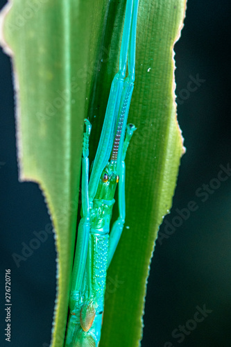 Megacrania batesii, the peppermint stick insect, found only in a small part of the Daintree rainforst, Queensland, Australia photo