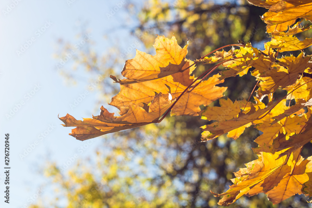 Obraz premium Beautiful yellow maple leaves on blue sky background. Autumn leaves background.