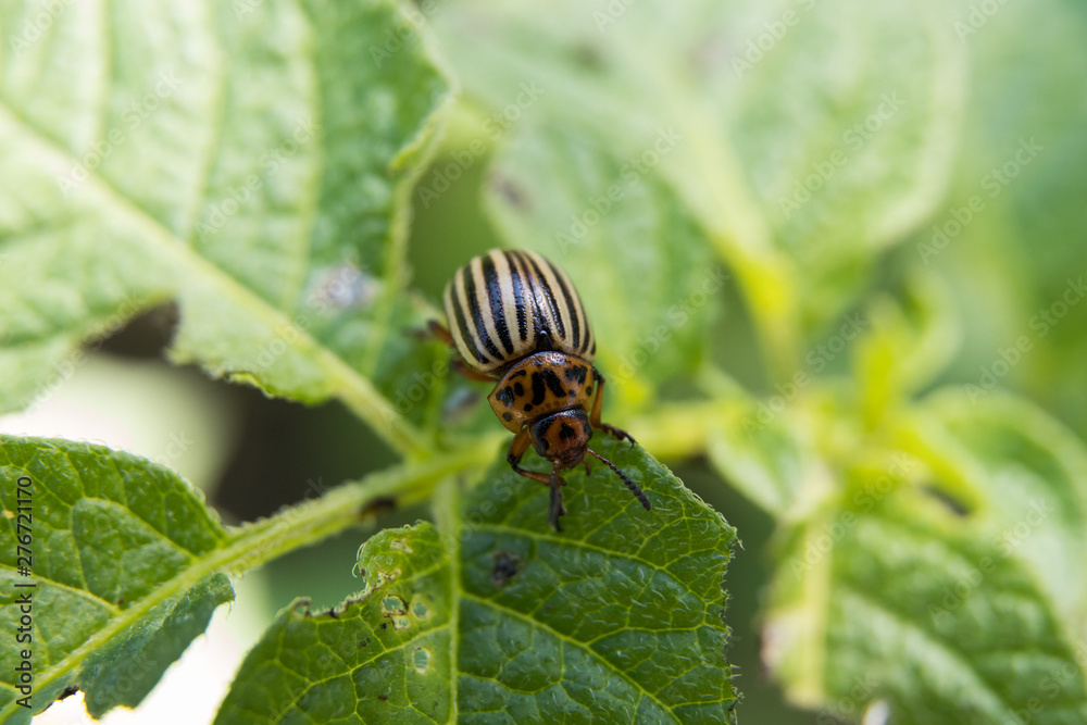 Fototapeta premium Colorado potato beetle eats potato leaves, close-up