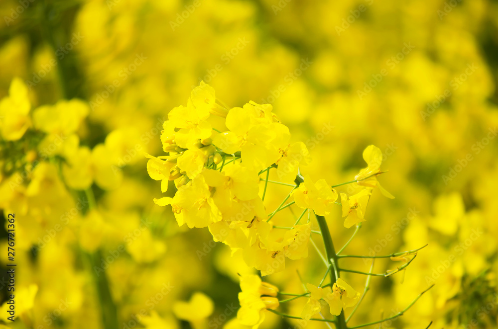Obraz premium Yellow blooming canola close up. Rape on the field in summer. Bright Yellow rapeseed oil. Flowering rapeseed. Selective focus image. Turkey, Istanbul, Silivri.