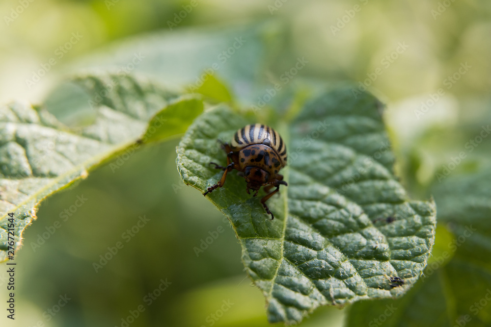 Colorado potato beetle eats potato leaves, close-up