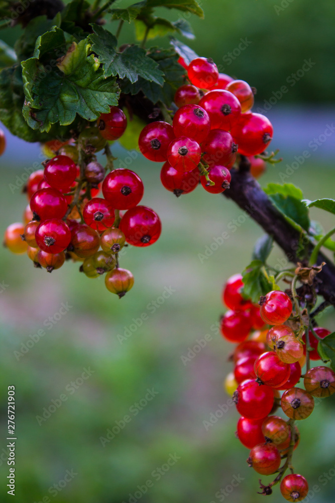 Sprig of red currant with transparent red berries