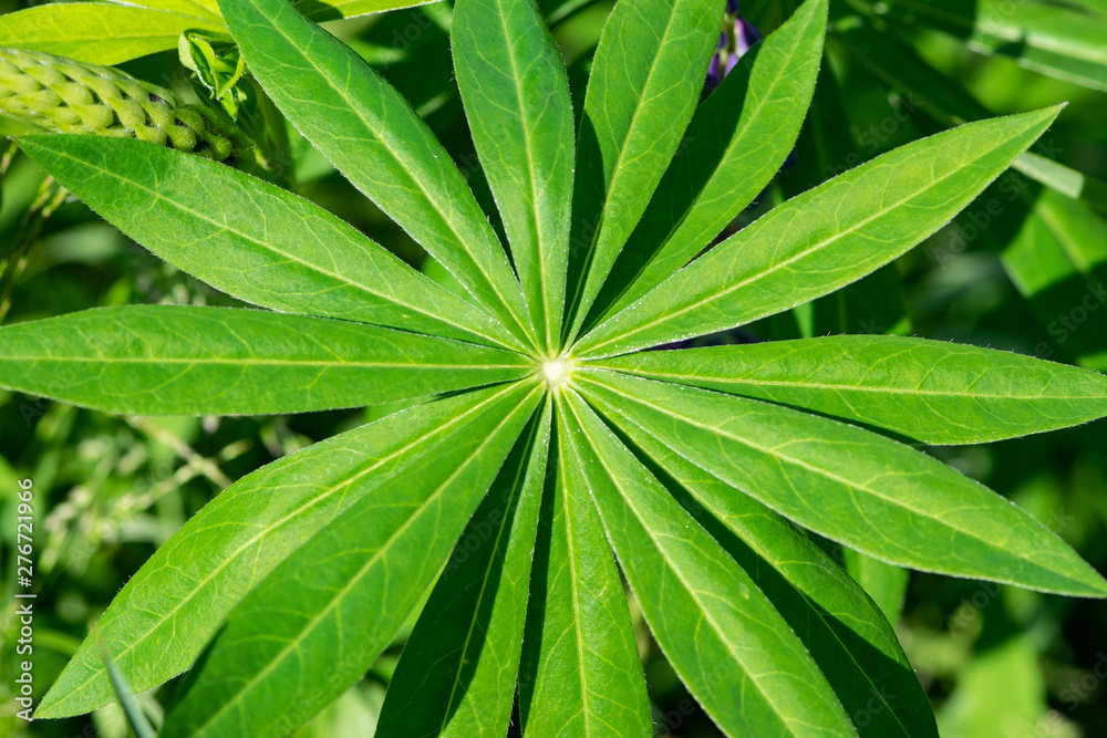 green leaves on background green leaves on background