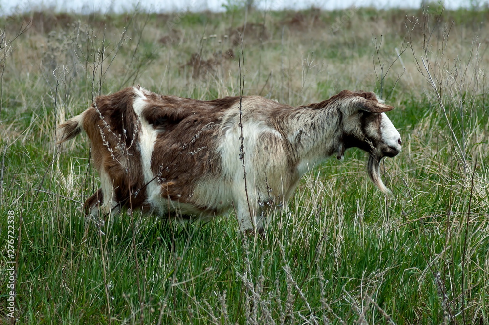 Obraz premium Plana mountain flock of sheep and goats Bulgaria