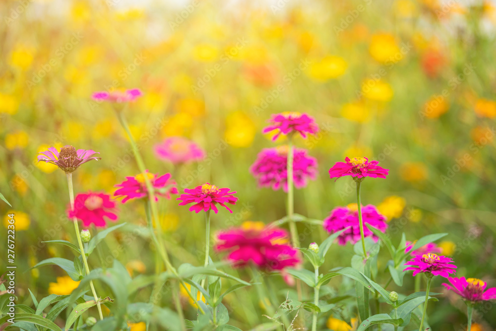 Pink flowers cosmos bloom beautifully in the garden of the nature Pink flowers cosmos bloom beautifully in the garden of the nature