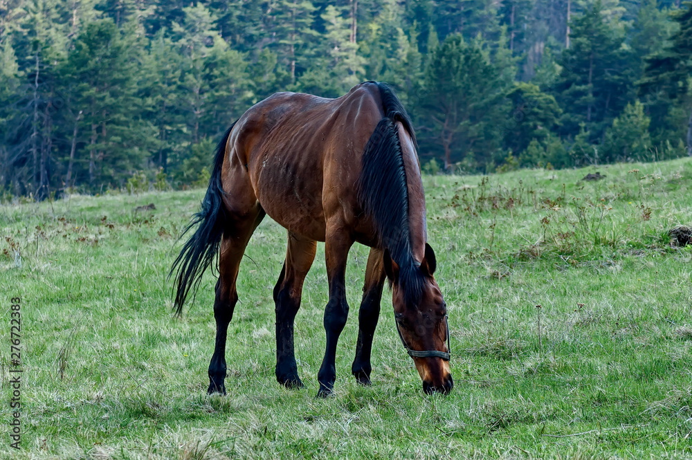 Horses for riding in Plana mountain Bulgaria Horses for riding in Plana mountain Bulgaria