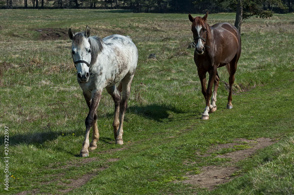 Horses for riding in Plana mountain Bulgaria