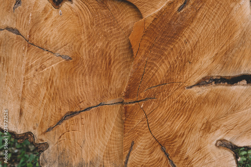  texture of old felled tree