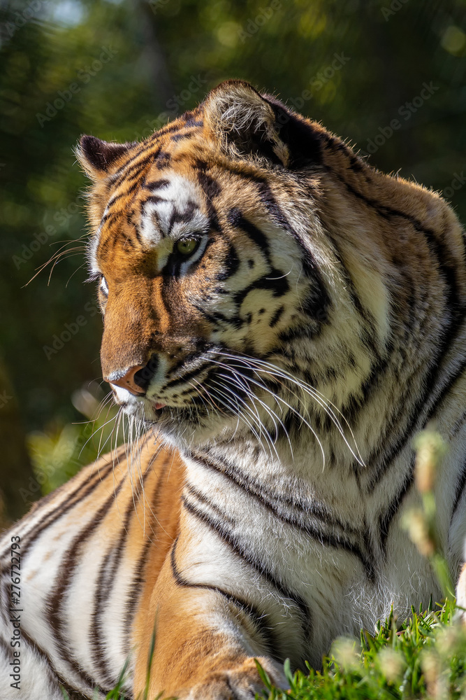 Obraz premium Tygrys