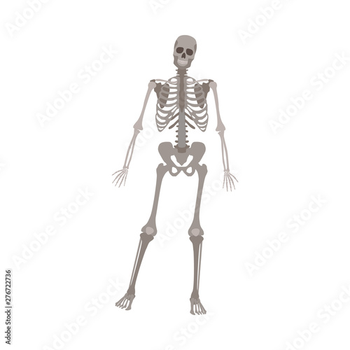 Grey skeleton standing on one leg, human anatomy model for medical science posing on front view
