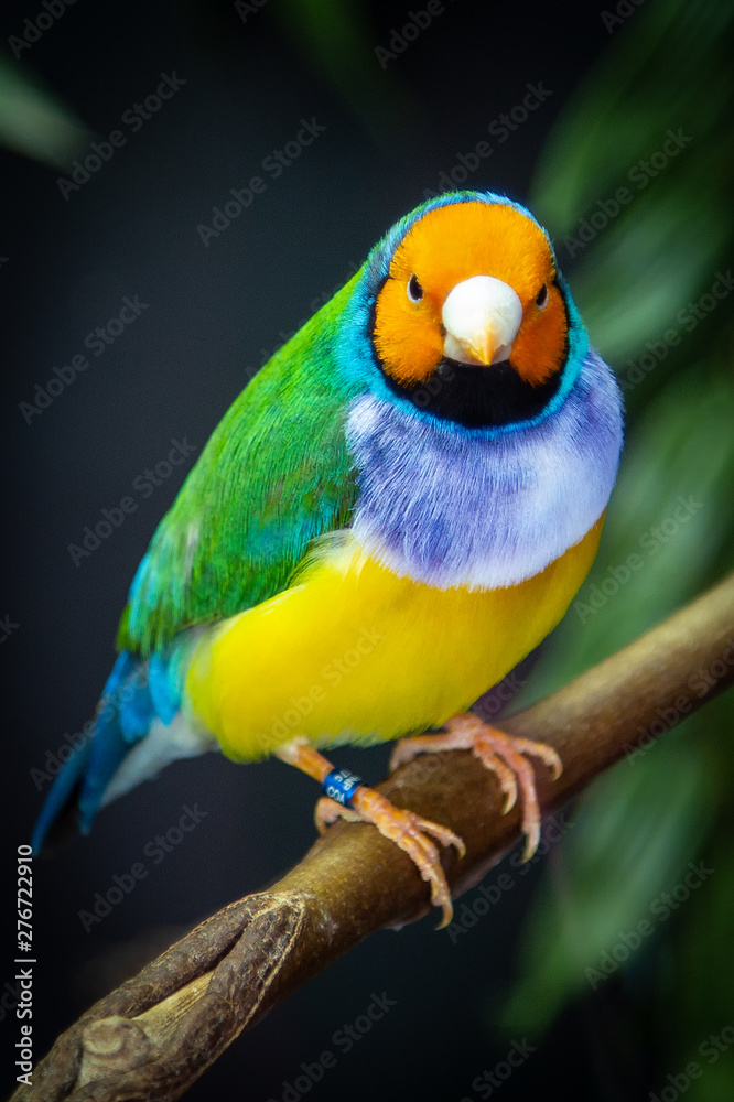 Obraz premium Color Bird