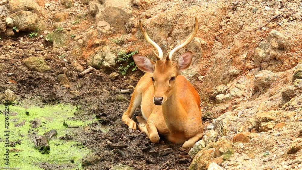 Deer in Chiangmai province Thailand Deer in Chiangmai province Thailand