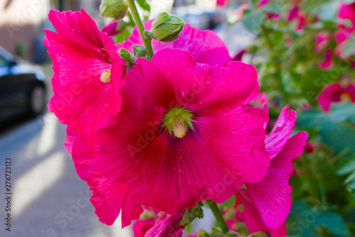 colorful flowers blooming in the summer sun