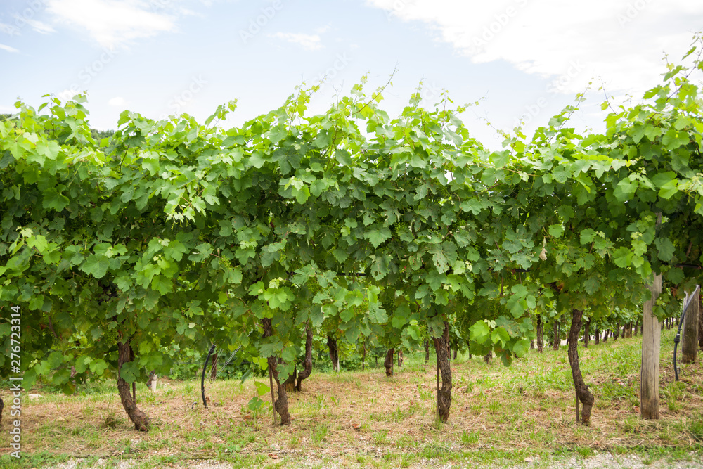 Treviso, Italy, 06/23/2019, View of vines in Conegliano area, famous for the production of prosecco wine. Vines are on the Col Vetoraz hill.