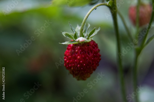 strawberry berries, green leaves, close-up