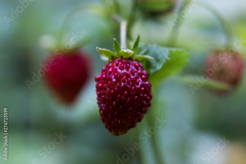 strawberry berries, green leaves, close-up
