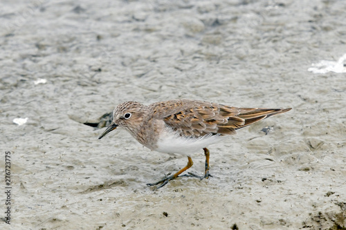 Temminckstrandläufer (Calidris temminckii) - Temminck's stint photo