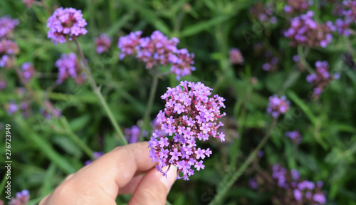 Violet verbena flowers on blurred background and morning light in the garden