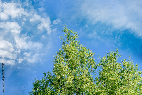 Green tree tops and blue sky