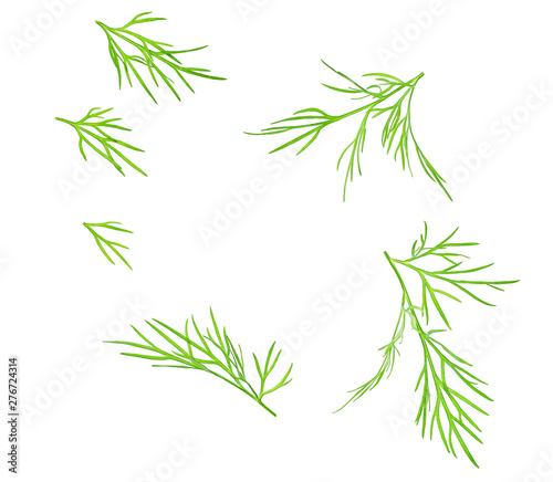 Fresh dill  isolated on a white background.
