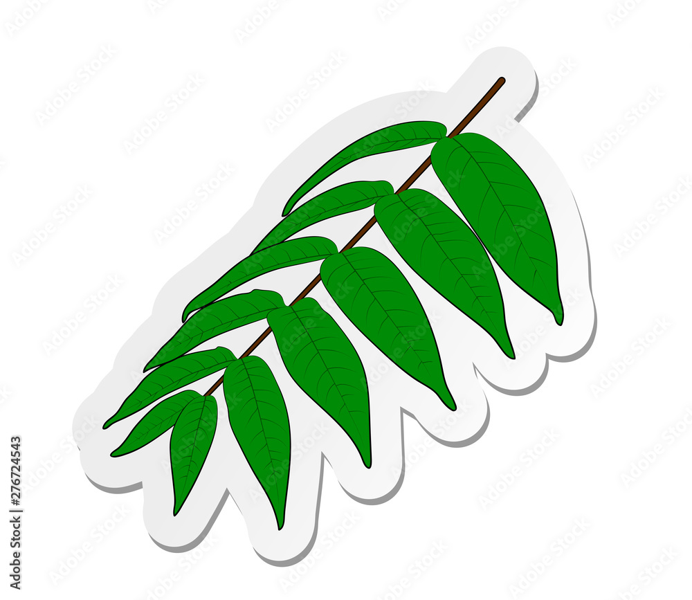 Vector illustration, sticker of branch of sumac tree with leafs in flat cartoon style isolated on white background Vector illustration, sticker of branch of sumac tree with leafs in flat cartoon style isolated on white background