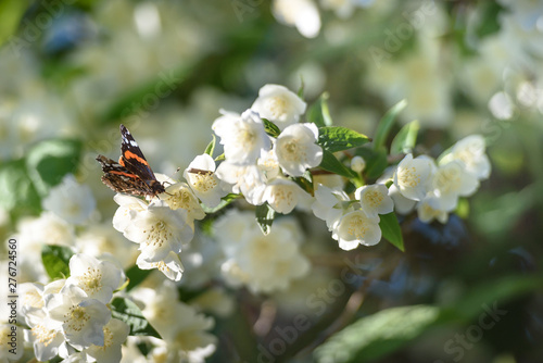 Butterfly sitting on a blooming Jasmine, close-up