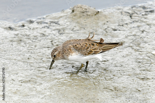 Temminckstrandläufer (Calidris temminckii) - Temminck's stint photo