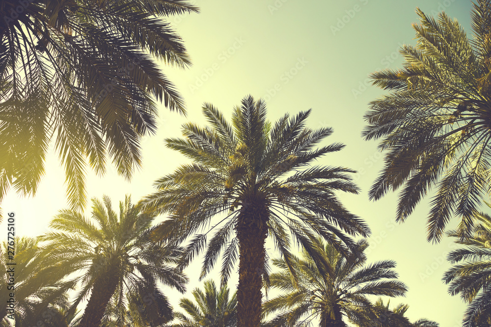 Date palm trees plantation against clear sky. Beautiful nature background for posters, cards, blogs and web design