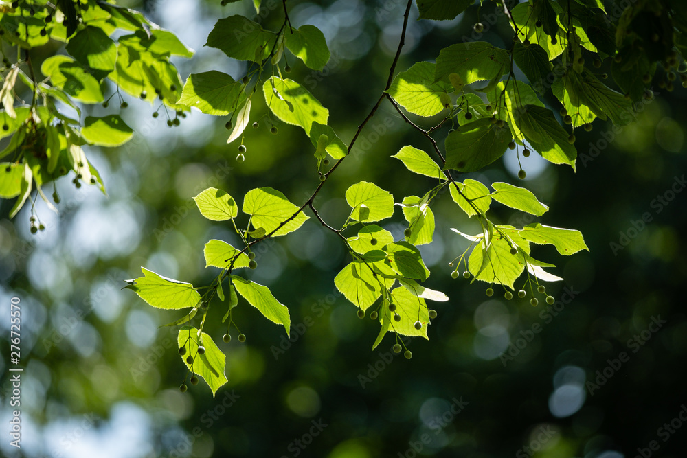 Obraz premium Tilleul au soleil