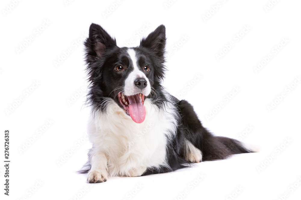 Fototapeta premium black and white border collie dog