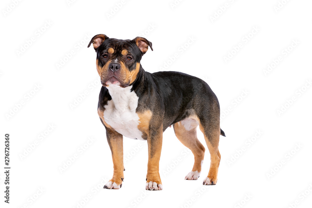 American Bully dog